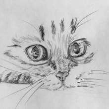 Disegno a matita "Zen del gatto". Traditional illustration project by Yulia Shevchenko - 01.03.2017