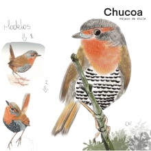 Chucoa, Pájaro de Chile. Traditional illustration, Digital Illustration, Realistic Drawing, and Naturalistic Illustration project by Daiana Salinas - 11.09.2022