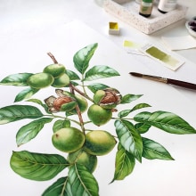 Watercolor Walnut and Fir for Liquor Labels. Traditional illustration, Packaging, and Watercolor Painting project by Katerina Kolberg - 05.01.2019