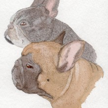 Commission French Bulldogs. Un proyecto de Artesanía, Dibujo, Dibujo de Retrato, Dibujo realista y Dibujo artístico de Femke van Straten - 02.07.2020