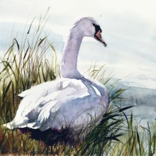 White swan in watercolour using manganese blue, Quinacridone magenta, lemon yellow and black  . Watercolor Painting project by Sarah Stokes - 01.10.2023