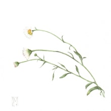 Un piccolo, bianco erbario. Een project van Traditionele illustratie, Aquarelschilderen,  Botanische illustratie y Schilderen met gouache van Silvia Molinari - 17.01.2023