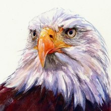 Watercolour painting of bald eagle. Sneak preview of new book out 2024. Un proyecto de Pintura a la acuarela de Sarah Stokes - 28.01.2023