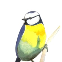 Bluebirds watercolor. Un progetto di Illustrazione tradizionale, Design di accessori e Pittura ad acquerello di Clara Ferrer - 05.03.2023