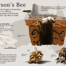 Dawson's Bee Infographic. Design de informação, Infografia, Desenho, e Fabricação digital projeto de jackcowley96 - 19.03.2023
