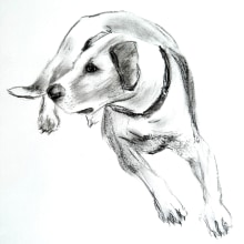 My project for course: Animal Illustration with Charcoal and Ink. Un proyecto de Bellas Artes, Dibujo, Ilustración con tinta e Ilustración naturalista				 de Cathy Mullaly - 05.04.2023