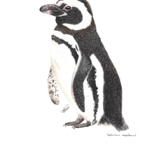 Pingüino de Magallanes Spheniscus magellanicus. Traditional illustration project by danielazambranoalvarez - 04.05.2023