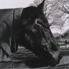 Black Horse. Un proyecto de Fotografía, Bellas Artes y Fotografía analógica de Milagros Canduelas Rios - 10.04.2023