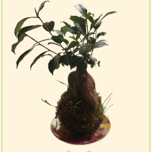 Kokedamas: Create Natural Moss Pots . Arts, Crafts, Interior Design, L, scape Architecture, Decoration, DIY, Floral, and Plant Design project by florine.bm - 05.18.2023
