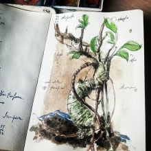 bonsai e altri precipizi. Traditional illustration, L, scape Architecture, Painting, Writing, Calligraph, Pencil Drawing, Drawing, Watercolor Painting, Stor, telling, Realistic Drawing, Artistic Drawing, Brush Painting, Botanical Illustration, Brush Pen Calligraph, Sketchbook, Narrative, Naturalistic Illustration, and Gouache Painting project by Claudio Patanè - 05.19.2023