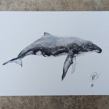 Mi proyecto del curso: Técnicas de ilustración naturalista: ballenas en acuarela. Un projet de Beaux Arts, Peinture, Aquarelle et Illustration naturaliste de Antía Varela Muñiz - 09.06.2023
