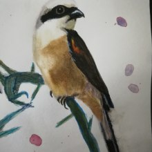 My project for course: Artistic Watercolor Techniques for Illustrating Birds. Un proyecto de Ilustración tradicional, Pintura a la acuarela, Dibujo realista e Ilustración naturalista				 de krobats - 16.06.2023
