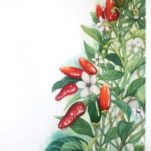 CHILI PEPPERS: Ilustración botánica realista: conecta con la naturaleza. Een project van Schilderij, Aquarelschilderen,  Botanische illustratie y Naturalistische illustratie van Alex Vig0 - 29.06.2023