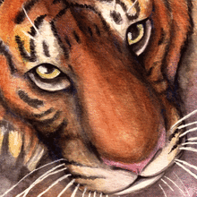 Watercolor Tiger by Ari Brooks. Un proyecto de Ilustración tradicional y Pintura a la acuarela de Ari Brooks - 13.01.2016