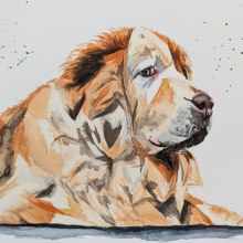 Watercolor dog. Traditional illustration, Painting, and Watercolor Painting project by Caroline Chrétien - 06.30.2023