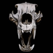 Bear Skull. Ilustração tradicional projeto de Stacey Kyme - 09.08.2021
