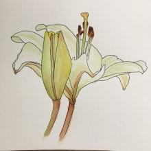 My project for course: Botanical Sketchbooking: A Meditative Approach. Un proyecto de Pintura a la acuarela, Ilustración botánica y Sketchbook de Jan Kent - 12.07.2023