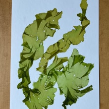 Pressed Atlantic seaweeds. Collage project by M Haskins - 07.22.2023