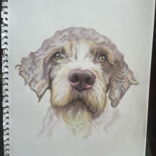 My project for course: Pet Portraits in Colored Pencils. Traditional illustration, Portrait Illustration, and Naturalistic Illustration project by Maria Myrskyvuori - 07.31.2023