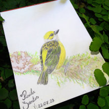 Desenho: Saíra-de-papo-prateado. Pencil Drawing, and Colored Pencil Drawing project by Priscila Santos - 07.22.2023