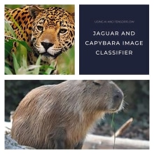 Jaguar and Capybara Images Classifier with Tensorflow. Un proyecto de Programación, Desarrollo Web, Desarrollo de producto digital e Inteligencia Artificial de Gonzalo Cayunao Erices - 19.08.2023