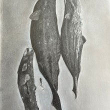 Sleeping Whales. 9 x 12 graphite on Arches paper . Sketching, and Pencil Drawing project by Lisa Edwards - 08.21.2023