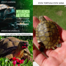 Clasificador de Tortugas con Piramidismo #Python #DeepLearning #InteligenciaArtificial. Un proyecto de Programación, Desarrollo Web, Desarrollo de producto digital e Inteligencia Artificial de elcistdivino - 16.09.2023