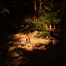My project for course: Modern Photography in Nature - North Vancouver hike. Fotografia, Pós-produção fotográfica, Redes sociais, Fotografia digital, Fotografia em exteriores, e Composição fotográfica projeto de irinasams1 - 15.10.2023