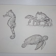 Sealife. Un proyecto de Ilustración tradicional, Bocetado y Dibujo de btrizg - 20.08.2023