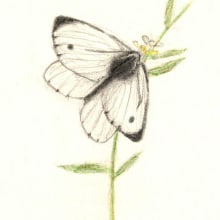Mariposas y abejas. Un proyecto de Ilustración tradicional, Bocetado, Dibujo a lápiz y Dibujo de btrizg - 17.10.2023