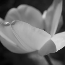 Black and withe flowers. Photograph project by Annalisa Conti - 10.25.2023