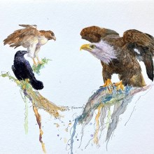 Face off:  by Tina Kennedy.       My project for course: Artistic Watercolor Techniques for Illustrating Birds. Traditional illustration, Watercolor Painting, Realistic Drawing, Naturalistic Illustration, and SEO project by Tina Kennedy - 11.13.2023