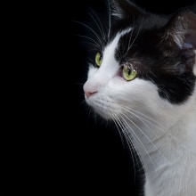 My cat 🐈 . Fotografia, Fotografia digital, e Composição fotográfica projeto de camille-coursez - 17.11.2023