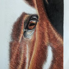 Horse pencil drawing. Een project van Traditionele illustratie, Tekening met potlood,  Tekening, Realistische tekening y Tekenen met kleurpotloden van Cristina Pelayo Álvarez - 02.10.2023