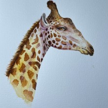 My project for course: Watercolor Illustration: Painting Realistic Wildlife. Fine Arts, Painting, Watercolor Painting, and Naturalistic Illustration project by helle_lund - 12.25.2023