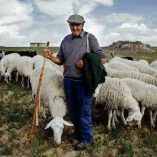 A life among sheep Ein Projekt aus dem Bereich Digitalfotografie, Außenfotografie und Dokumentarfotografie von migrasan1 - 28.12.2023