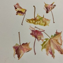 Dancing Falling Maple Leaves - watercolour pencil.. Pencil Drawing, Watercolor Painting, Realistic Drawing, Artistic Drawing, Botanical Illustration, Sketchbook, Naturalistic Illustration, Floral, Plant Design, and Colored Pencil Drawing project by Belinda Woodhouse - 12.29.2023