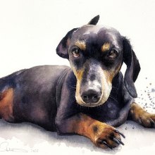 Watercolour portrait of the beautiful Rudolph, a little dash hound . Watercolor Painting project by Sarah Stokes - 12.10.2023