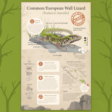 Common Wall Lizard Infographic. Un proyecto de Diseño gráfico, Diseño de la información, Infografía y Diseño de carteles de leenda.breitenstein - 08.01.2024
