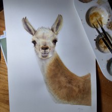 Guanaco Patagonico. Painting, Watercolor Painting, and Naturalistic Illustration project by Marina Gonzalez - 01.10.2024