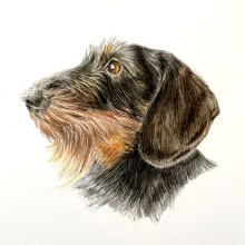 My project for course: Pet Portraits in Colored Pencils: Ginny the Dachshund. Ilustração tradicional, Ilustração de retrato e Ilustração naturalista projeto de Marieke - 11.01.2024