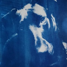 My project for course: Cyanotype: Printing with Light. Arts, Crafts, Fine Arts, Printing, DIY, and Film Photograph project by rorbear - 02.15.2024