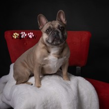 Sonny the French Bulldog. Un proyecto de Fotografía de Robyn Caul - 20.03.2024