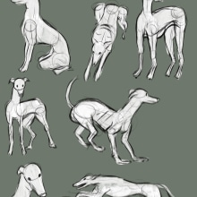 Greyhound Study. Animação projeto de Kirsten Miller - 29.03.2024