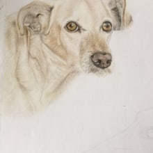 Mi proyecto del curso: Retratos de Mascotas en Lápices de Colores. Desenho de retrato, Desenho realista, e Desenho com lápis de cor projeto de julieta oliva - 30.03.2024