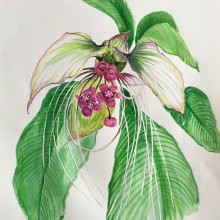 Bat plant . Un proyecto de Ilustración tradicional, Bellas Artes, Pintura, Dibujo, Pintura a la acuarela e Ilustración botánica de jumamurphy - 05.04.2024