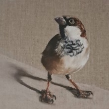 My project for course: Classical Oil Painting for Naturalist Bird Portraiture. Fine Arts, Painting, Oil Painting, and Naturalistic Illustration project by bridie - 04.11.2024
