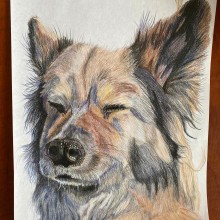 My project for course: Pet Portraits in Colored Pencils. Un proyecto de Ilustración tradicional, Ilustración de retrato e Ilustración naturalista				 de Louise Sumner - 11.04.2024