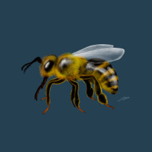 Insectos Ein Projekt aus dem Bereich Traditionelle Illustration, Digitale Illustration und Naturalistische Illustration von BioPicture Studio - 16.04.2024