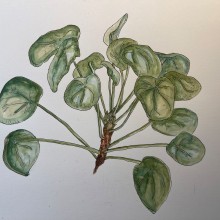 My project for course: Botanical Sketchbooking: A Meditative Approach. Ilustração tradicional, Esboçado, Desenho, Pintura em aquarela, Ilustração botânica, e Sketchbook projeto de sjjk_s - 17.04.2024